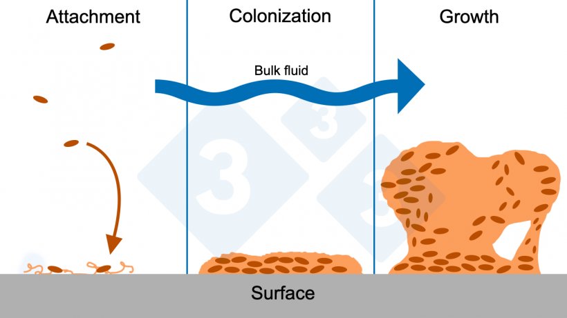 Figure&nbsp;6. Three&nbsp;phases of biofilm formation: attachment, colonization, and growth of complex structures of the biofilm. Source: Figure&nbsp;adapted with permission from&nbsp;the Center for Biofilm Engineering, Montana State University.
